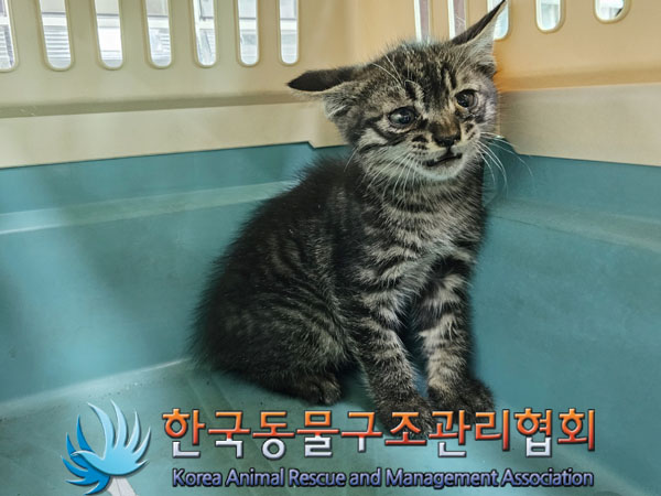 한국동물구조관리협회_411304202300209